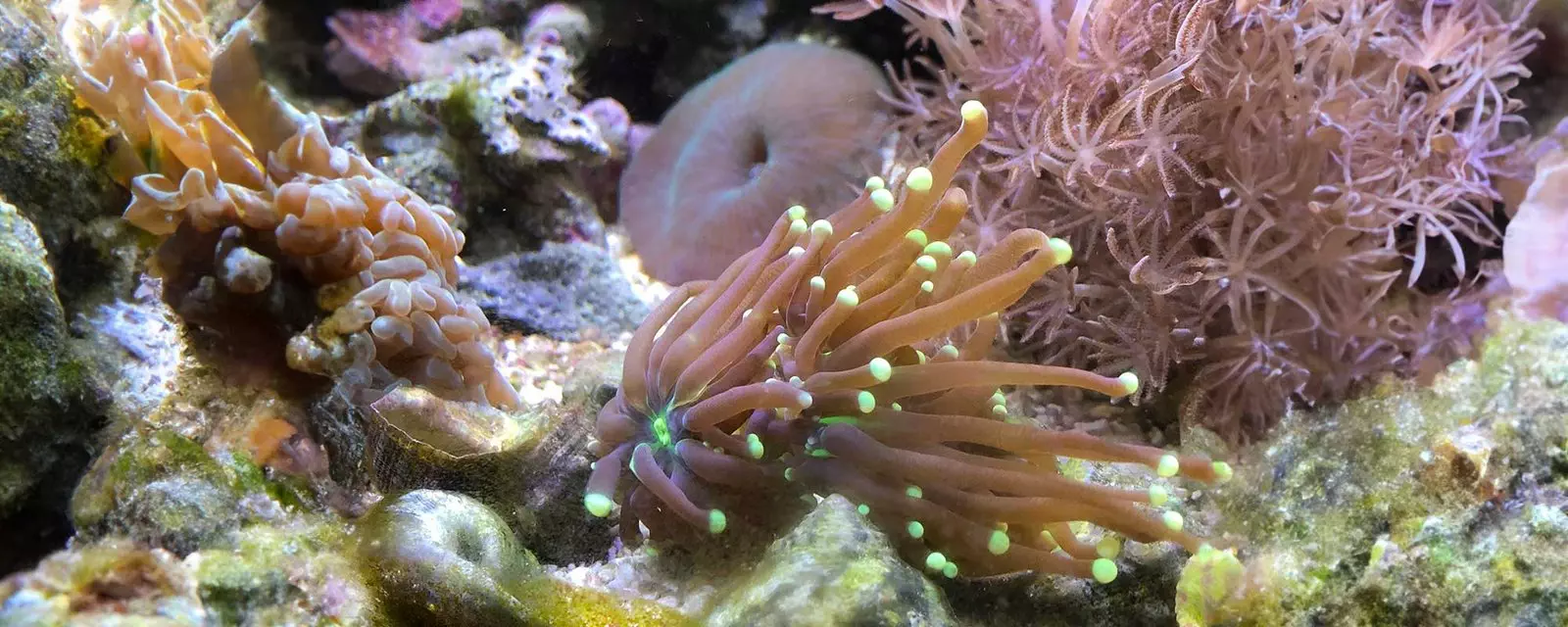 Green Tip Torch Coral (Euphyllia glabrescens)