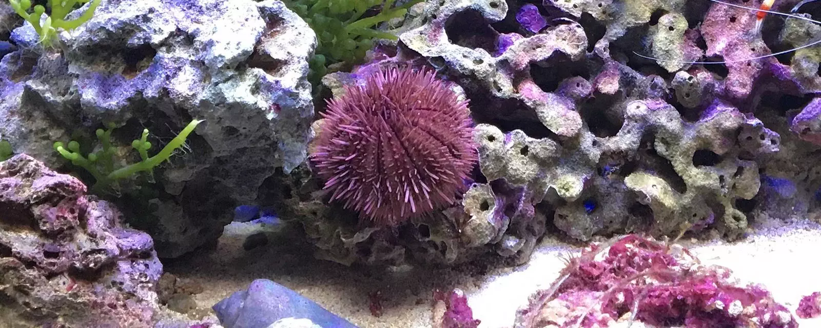 Purple Short Spine Pincushion Urchin (Lytechinus variegatus)