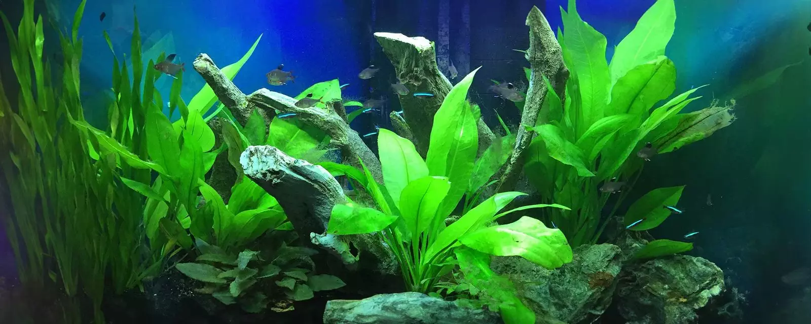 Aquascaping Techniques and Ideas