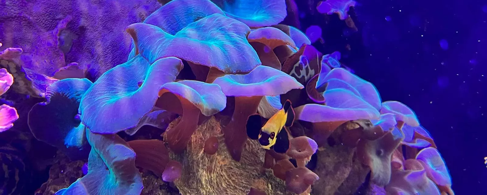 Metallic Blue Mushroom Coral (Actinodiscus spp.)