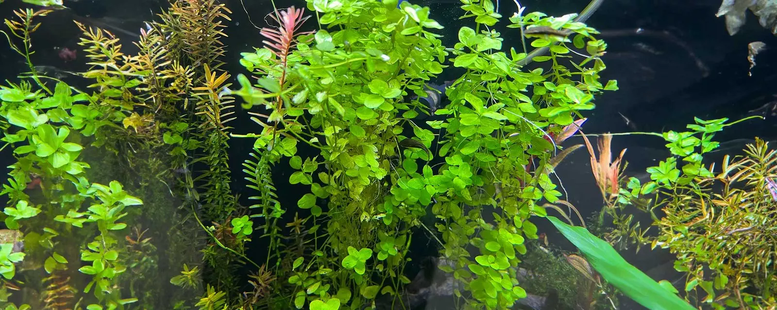 The Ultimate Guide to Freshwater Aquarium Plants