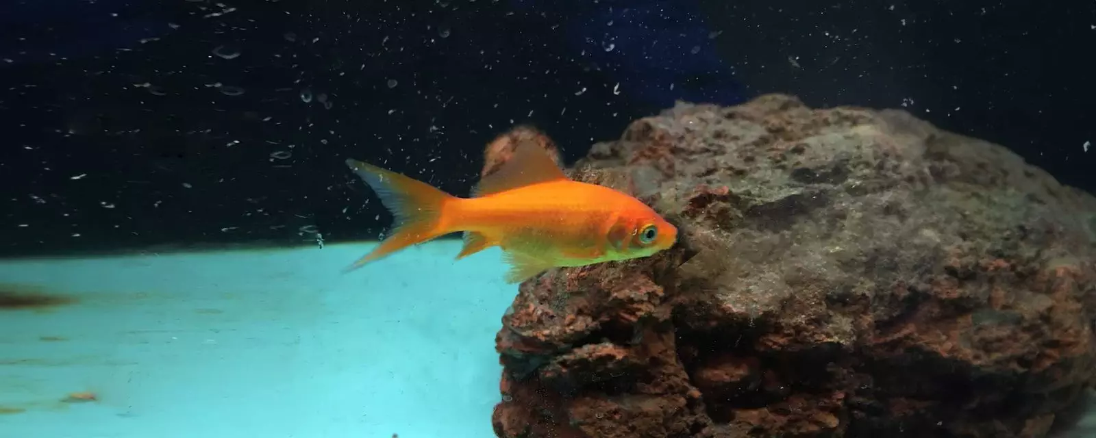 Goldfish (Carassius auratus)