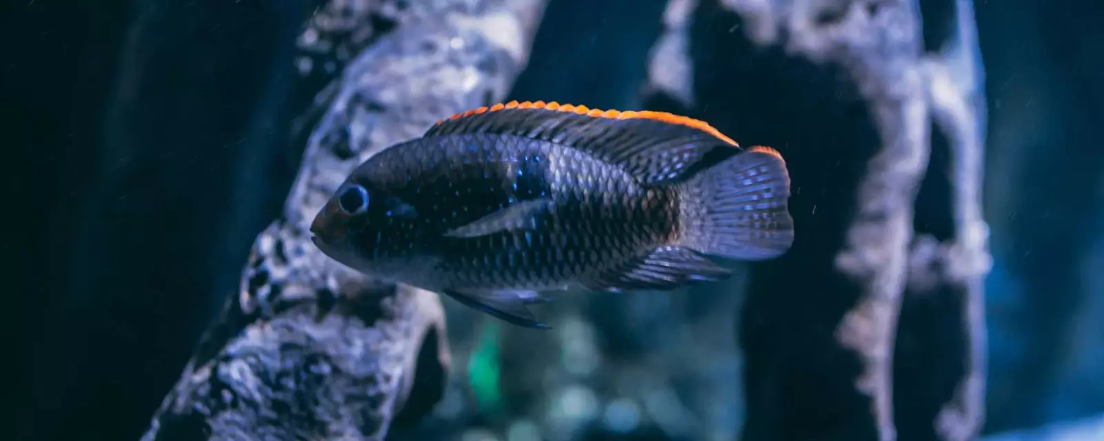 Haplochromis-rubripinnis