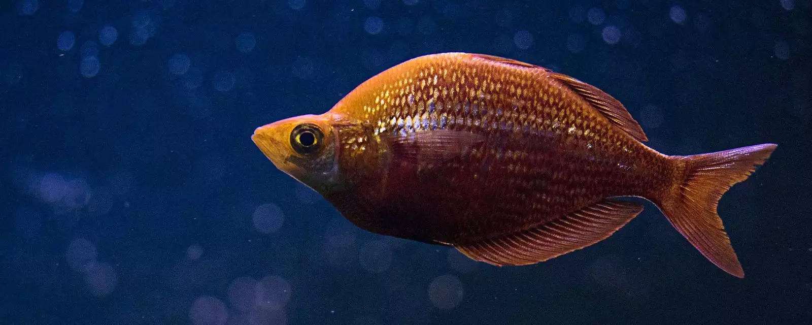 red-metallic-rainbow-fish