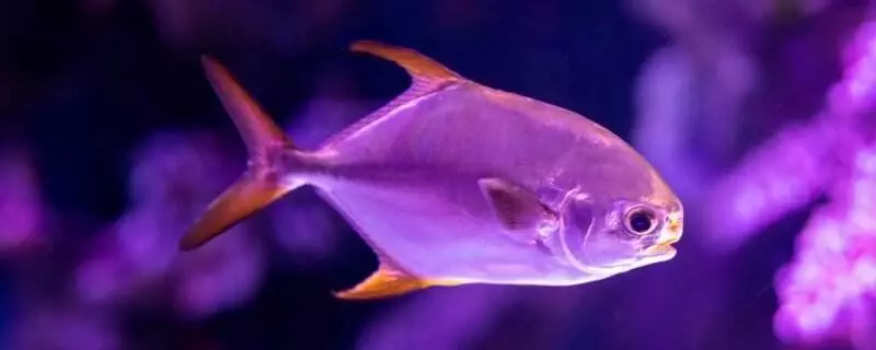 Silver Pomfret (Pampus argenteus)