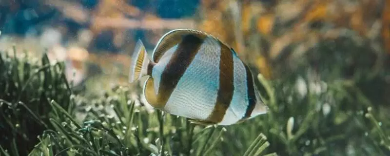 South African Butterflyfish (Chaetodon marleyi)