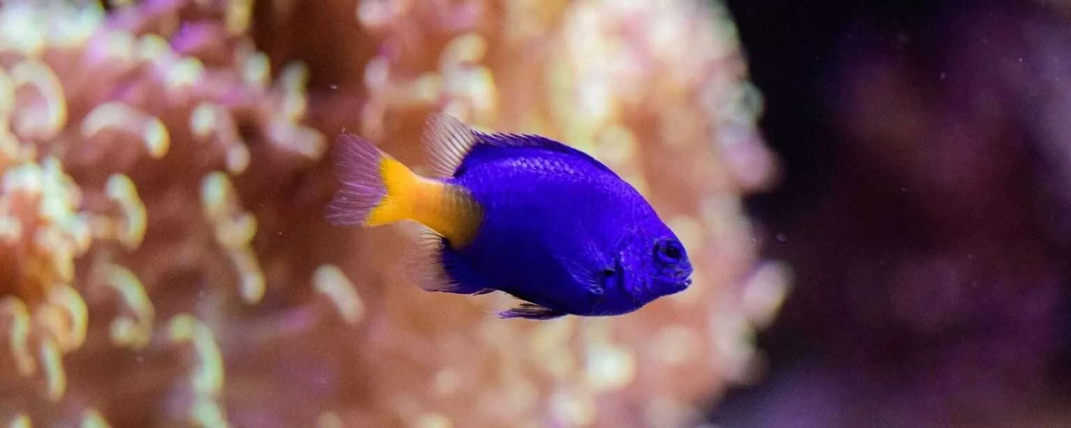 Yellow-tail Blue Damselfish (Chrysiptera parasema)